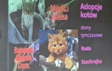 Koty, kotki, koteczki....