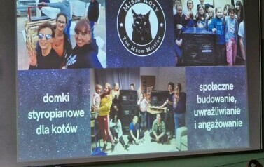 Koty, kotki, koteczki....