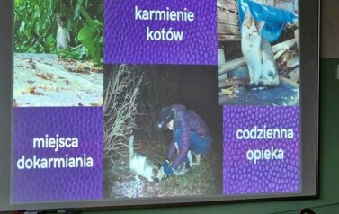 Koty, kotki, koteczki....