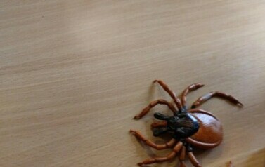Zajęcia edukacyjne z Powiatową Stacją Sanitarno- Epidemiologiczna w Ełku.  