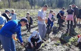 Uczniowie sadzą drzewka na przygotowanym terenie w lesie.