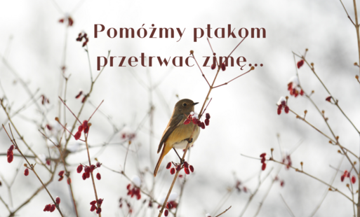 Zdjęcie do Pom&oacute;żmy ptakom przetrwać zimę