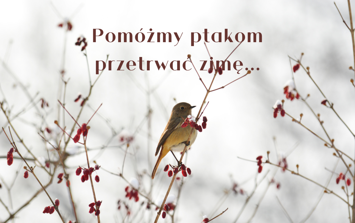 Zdjęcie do Pom&oacute;żmy ptakom przetrwać zimę